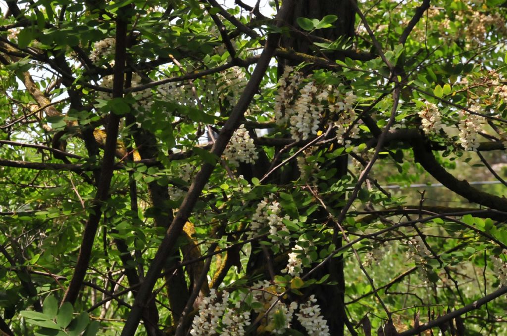 Robinia pseudoacacia (Fabaceae)